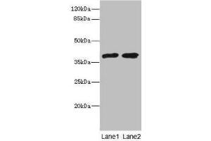 TCF19 Antikörper  (AA 1-290)