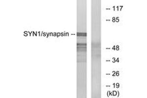 Western blot analysis of extracts from 293 cells, treated with PMA 200nM 30', using Synapsin (Ab-9) Antibody. (SYN1 antibody  (AA 3-52))