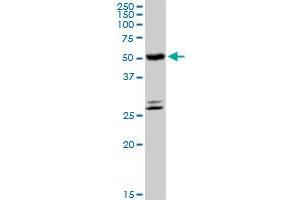 CYP4B1 MaxPab rabbit polyclonal antibody. (CYP4B1 antibody  (AA 1-512))