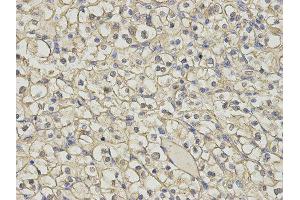 Immunohistochemistry (IHC) image for anti-Histamine N-Methyltransferase (HNMT) antibody (ABIN1873063) (HNMT antibody)