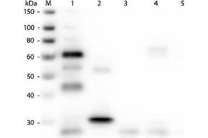 Western Blot of Anti-Chicken IgG (H&L) (GOAT) Antibody (Min X Bv Gt GP Ham Hs Hu Ms Rb Rt & Sh Serum Proteins). (Goat anti-Chicken IgG Antibody (Cy2) - Preadsorbed)
