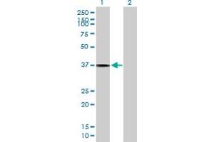 Western Blot analysis of SLC17A3 expression in transfected 293T cell line by SLC17A3 MaxPab polyclonal antibody.