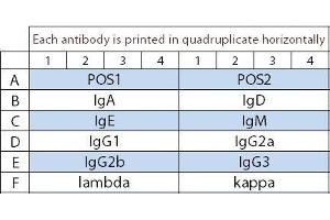 Image no. 1 for Mouse Ig Isotyping Array Q1 (ABIN4956081)