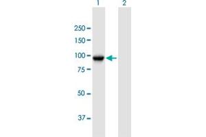 Western Blot analysis of TLE3 expression in transfected 293T cell line by TLE3 MaxPab polyclonal antibody.