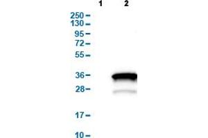 Western Blot analysis of (1) Negative control (vector only transfected HEK293T lysate), and (2) Over-expression lysate (Co-expressed with a C-terminal myc-DDK tag (~3. (HOXA6 antibody  (AA 27-136))