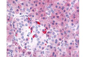 Anti-PDE7B antibody IHC of human pancreas. (PDE7B antibody  (Internal Region))