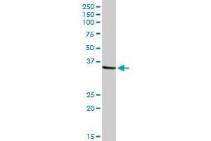 NMI MaxPab rabbit polyclonal antibody. (NMI antibody  (AA 1-307))