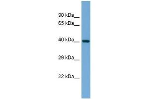 Host:  Rabbit  Target Name:  Ilf2  Sample Type:  Mouse Heart lysates  Antibody Dilution:  1. (ILF2 antibody  (N-Term))