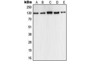 Western blot analysis of iNOS expression in MCF7 (A), A549 (B), Raw264. (NOS2 antibody  (C-Term))