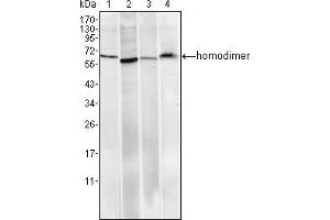 Western blot analysis using Pirh2 mouse mAb against Hela (1), A549 (2), MCF-7 (3) and PC-12 (4) cell lysate. (RCHY1 antibody)