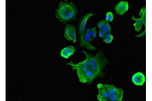 Immunofluorescent analysis of MCF-7 cells using ABIN7174583 at dilution of 1:100 and Alexa Fluor 488-congugated AffiniPure Goat Anti-Rabbit IgG(H+L) (USP18 antibody  (C-Term))