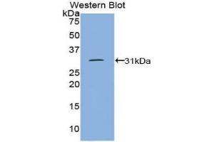 Western Blotting (WB) image for anti-Protein tyrosine Phosphatase, Receptor Type, J (PTPRJ) (AA 1061-1293) antibody (ABIN1860367) (PTPRJ antibody  (AA 1061-1293))