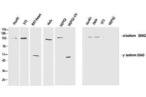 Western Blot analysis of various cells using Phospho-PI 3 kinase p85 alpha /gamma (Tyr467/199) Polyclonal Antibody at dilution of 1:1000 (PI3K p85 alpha/gamma antibody  (pTyr199, pTyr467))