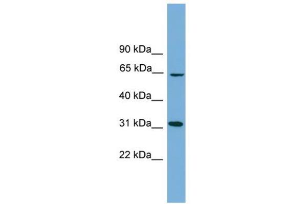 HSD17B11 antibody  (N-Term)