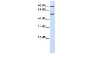 Image no. 1 for anti-WD Repeat Domain 34 (WDR34) (AA 434-483) antibody (ABIN6739223) (WDR34 antibody  (AA 434-483))