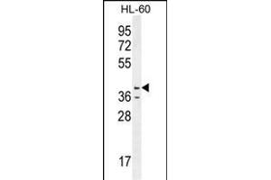 CASP12 Antibody (Center) (ABIN655966 and ABIN2845350) western blot analysis in HL-60 cell line lysates (35 μg/lane). (Caspase 12 antibody  (AA 165-193))