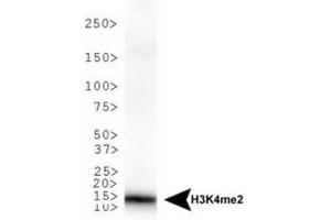 Western Blot of Rabbit Anti-Histone H3 [Dimethyl Lys4] Antibody. (Histone 3 antibody  (H3K4me2))