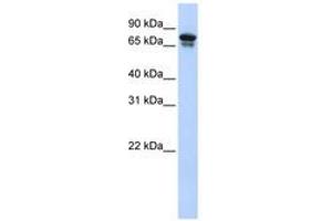 Image no. 1 for anti-Kinesin Family Member 22 (KIF22) (AA 72-121) antibody (ABIN6742416)