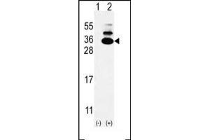 Western blot analysis of C19orf50 (arrow) using rabbit polyclonal C19orf50 Antibody (Center) (ABIN653085 and ABIN2842681). (C19orf50 antibody  (AA 59-85))
