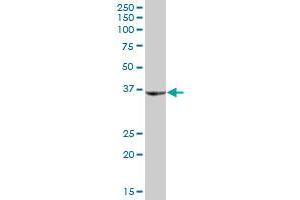 SHOX MaxPab polyclonal antibody. (SHOX antibody  (AA 1-225))