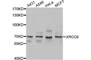 Western blot analysis of extracts of various cell lines, using XRCC6 antibody. (XRCC6 antibody  (AA 500-600))