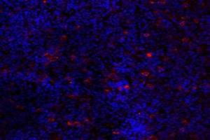 Immunofluorescent analysis of paraformaldehyde-fixed mouse pituitary using GPR120 (ABIN7074942) at dilution of 1: 2000 (O3FAR1 antibody)