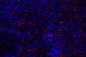 Immunofluorescent analysis of paraformaldehyde-fixed mouse pituitary using GPR120 (ABIN7074942) at dilution of 1: 2000 (O3FAR1 antibody)