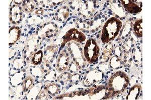 Immunohistochemical staining of paraffin-embedded Human Kidney tissue using anti-PRPSAP2 mouse monoclonal antibody.