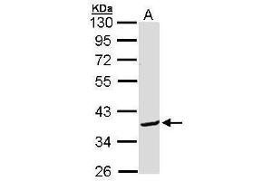 WB Image Sample (30 ug of whole cell lysate) A: Molt-4 , 10% SDS PAGE antibody diluted at 1:1000