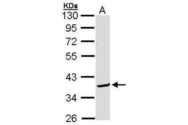 BCL2L12 抗体  (C-Term)
