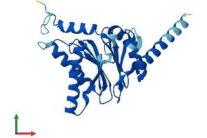 AlphaFold protein structure predicition of Mouse Recombinant Psma7 Protein, UniprotID Q9Z2U0