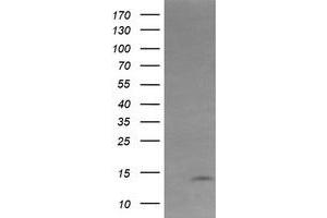 KRTAP2-4 antibody  (AA 1-128)