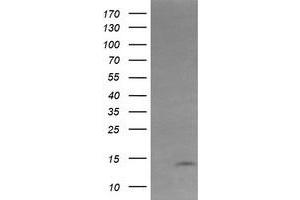 KRTAP2-4 anticorps  (AA 1-128)
