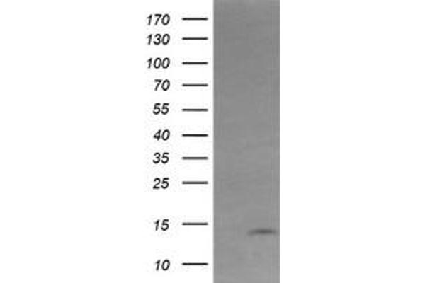 KRTAP2-4 anticorps  (AA 1-128)