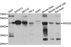 Western blot analysis of extract of various cells, using RGS20 antibody. (RGS20 antibody)