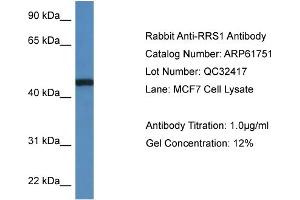 Western Blotting (WB) image for anti-RRS1 Ribosome Biogenesis Regulator (RRS1) (C-Term) antibody (ABIN2788889) (RRS1 antibody  (C-Term))