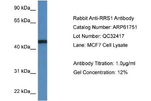 Western Blotting (WB) image for anti-RRS1 Ribosome Biogenesis Regulator (RRS1) (C-Term) antibody (ABIN786487) (RRS1 antibody  (C-Term))