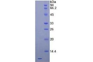 SDS-PAGE of Protein Standard from the Kit  (Highly purified E. (CXCL12 ELISA Kit)
