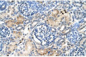 Human kidney (S1PR5 antibody  (N-Term))
