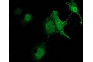 Immunofluorescence (IF) image for anti-Zinc Finger, AN1-Type Domain 2B (ZFAND2B) antibody (ABIN1501808) (ZFAND2B antibody)