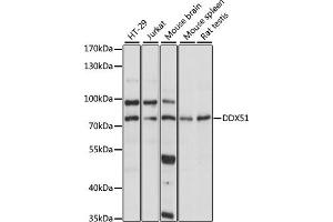 Western blot analysis of extracts of various cell lines, using DDX51 antibody (ABIN7266699) at 1:1000 dilution. (DDX51 antibody  (AA 367-666))