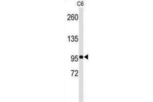 Western Blotting (WB) image for anti-EPH Receptor B3 (EPHB3) antibody (ABIN3003350) (EPH Receptor B3 antibody)