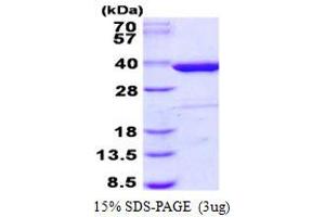Image no. 1 for Syntaxin 4 (STX4) protein (His tag) (ABIN1098360)