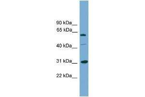 WB Suggested Anti-RAD1  Antibody Titration: 0. (RAD1 antibody  (Middle Region))