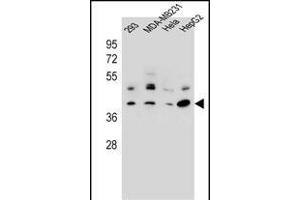 RRAGC Antibody (Center) (ABIN657008 and ABIN2846188) western blot analysis in 293,MDA-M,Hela,HepG2 cell line lysates (35 μg/lane). (GTR2 antibody  (AA 169-198))