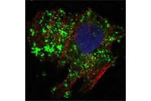 Confocal immunofluorescence analysis of Hela cells using BCL10 antibody (green). (BCL10 antibody)