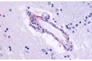 Anti-CHRM5 antibody  ABIN1048446 IHC staining of human brain, vessel. (CHRM5 antibody  (Cytoplasmic Domain))