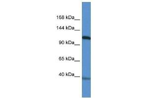 Western Blot showing Myocd antibody used at a concentration of 1.