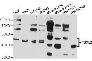 Western blot analysis of extract of various cells, using FBXL2 antibody. (FBXL2 antibody)