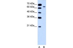 Western Blotting (WB) image for anti-Keratin 2 (KRT2) antibody (ABIN2462466)